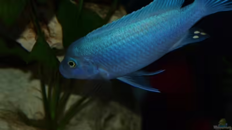 Besatz im Aquarium Becken 12695 von Meike_R (49)