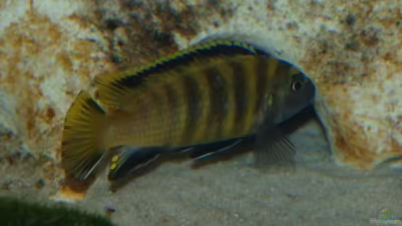 Besatz im Aquarium Becken 12695 von Meike_R (52)