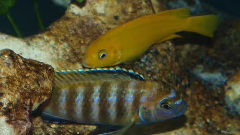 Besatz im Aquarium Becken 12695 von Meike_R (54)