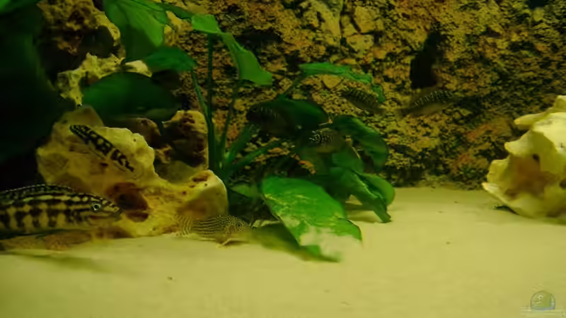 Besatz im Aquarium Becken 12705 von Shark (17)