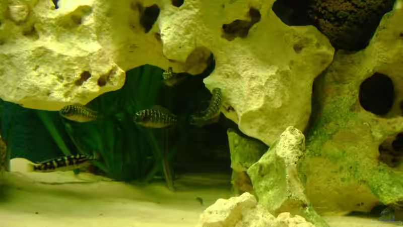 Besatz im Aquarium Becken 12705 von Shark (18)