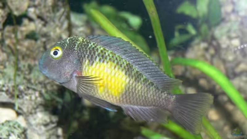 Besatz im Aquarium Becken 12705 von Shark (19)