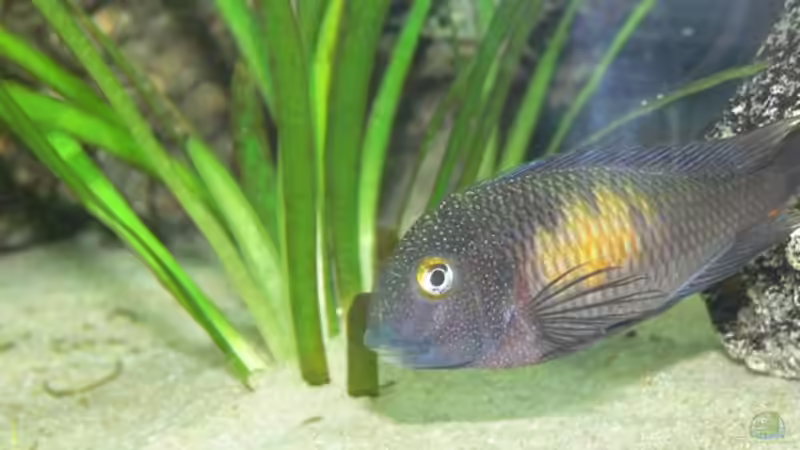 Besatz im Aquarium Becken 12705 von Shark (20)