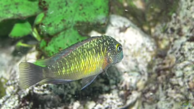 Besatz im Aquarium Becken 12705 von Shark (22)