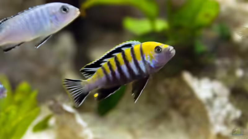 Besatz im Aquarium Becken 12713 von Michael Geyer (12)