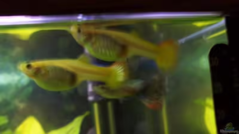 Besatz im Aquarium Becken 12717 von Sascha K. (4)