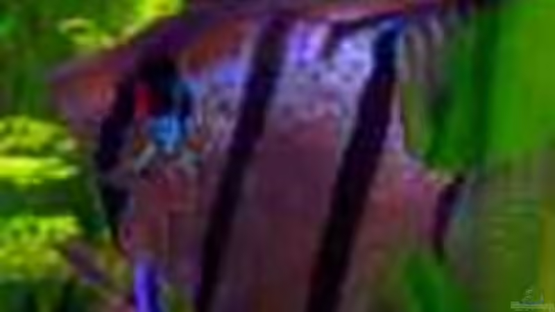 Besatz im Aquarium Becken 1272 von Stefan Winkler (5)