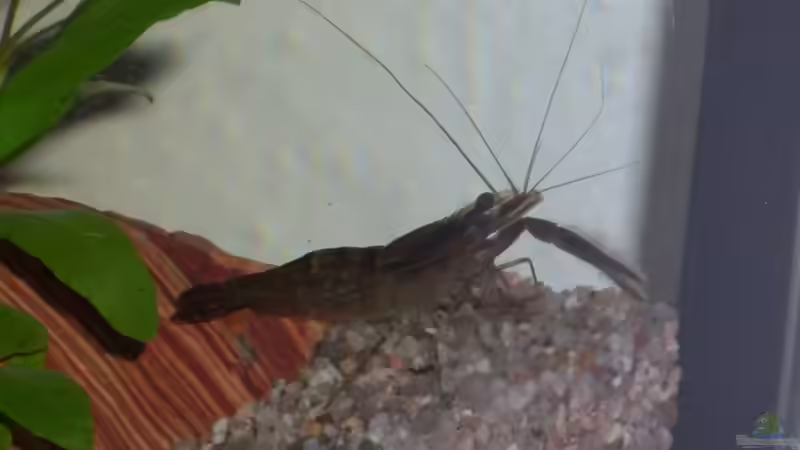 Besatz im Aquarium Becken 12720 von MicDunDee (14)