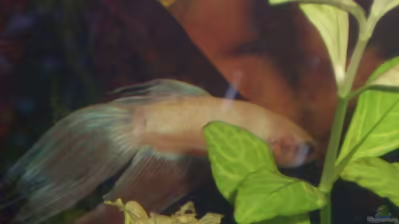 Besatz im Aquarium Becken 12720 von MicDunDee (17)