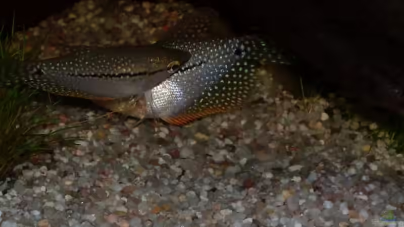 Besatz im Aquarium Becken 12720 von MicDunDee (18)