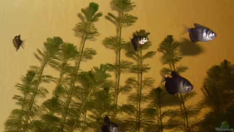 Besatz im Aquarium Becken 12720 von MicDunDee (20)