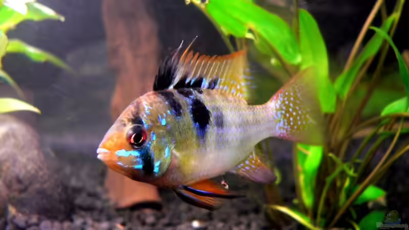 Besatz im Aquarium Becken 12725 von Franco Patti (5)