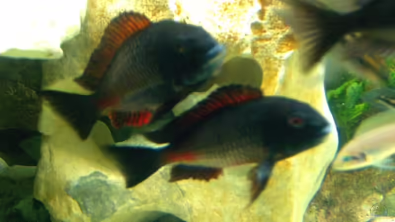 Besatz im Aquarium Becken 1275 von Aqua92 (12)