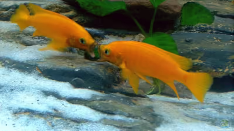 Besatz im Aquarium Becken 1275 von Aqua92 (13)