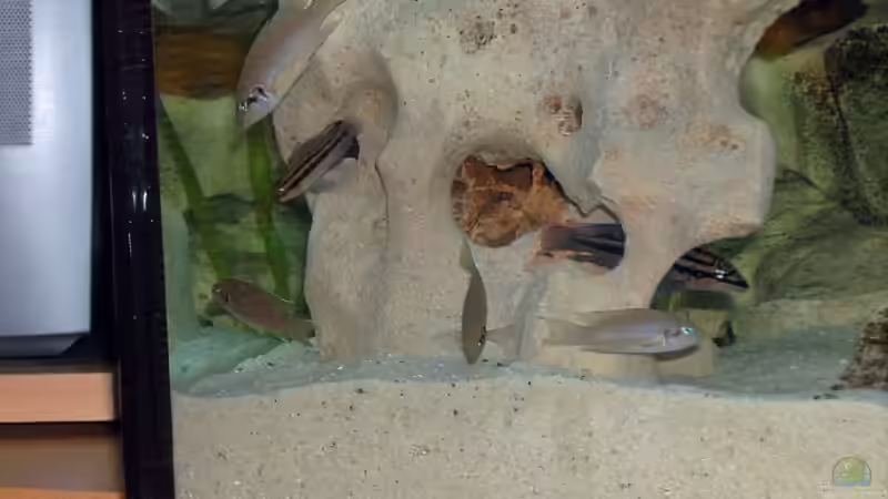 Besatz im Aquarium Becken 1275 von Aqua92 (15)