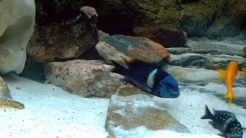 Besatz im Aquarium Becken 1275 von Aqua92 (16)