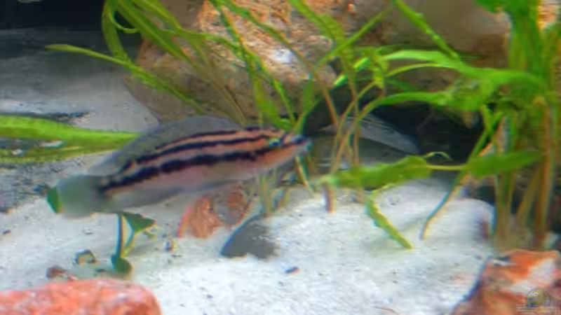 Besatz im Aquarium Becken 1275 von Aqua92 (18)