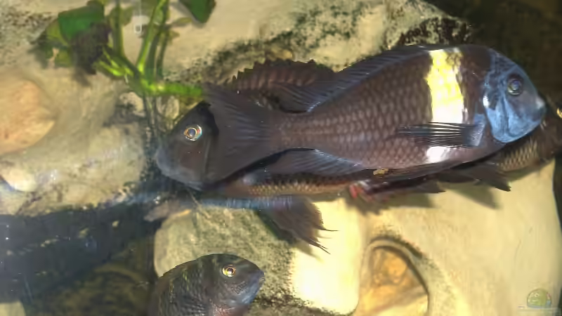 Besatz im Aquarium Becken 1275 von Aqua92 (21)