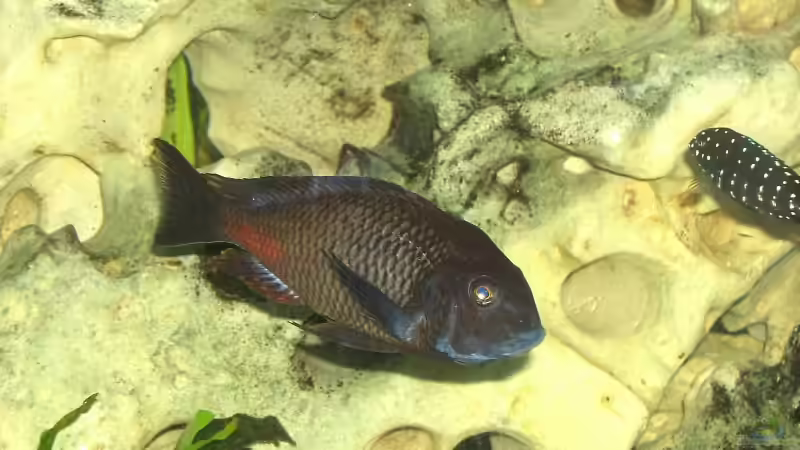 Besatz im Aquarium Becken 1275 von Aqua92 (27)