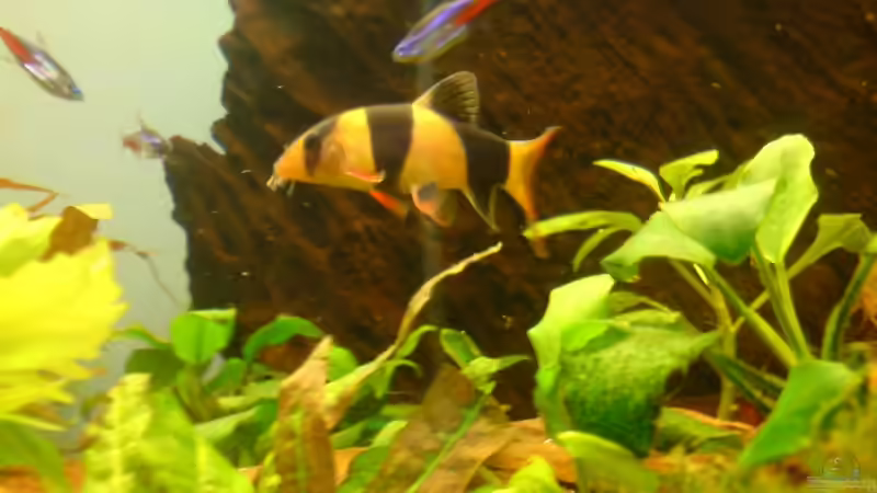 Besatz im Aquarium Becken 12752 von Martin Kaindl (12)