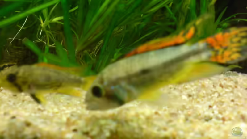 Besatz im Aquarium Becken 12752 von Martin Kaindl (15)