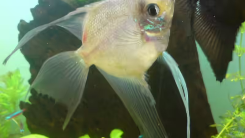 Besatz im Aquarium Becken 12752 von Martin Kaindl (16)