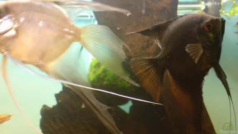 Besatz im Aquarium Becken 12752 von Martin Kaindl (17)