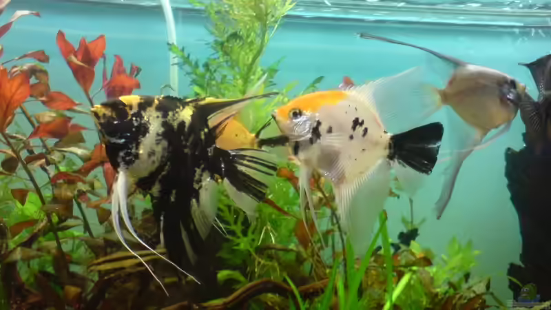 Besatz im Aquarium Becken 12752 von Martin Kaindl (18)