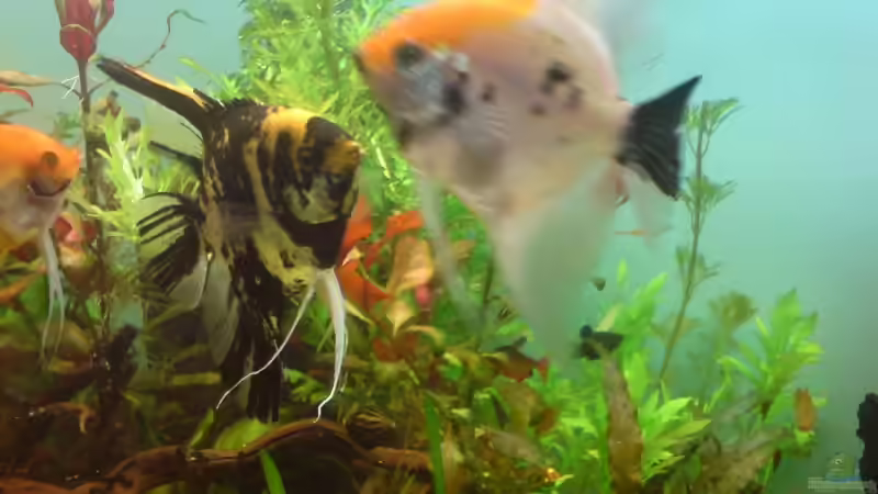 Besatz im Aquarium Becken 12752 von Martin Kaindl (19)