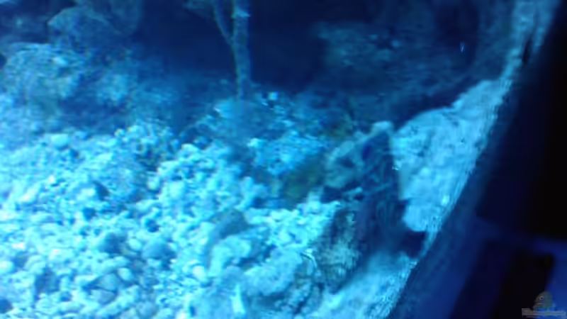 Besatz im Aquarium Becken 12777 von Staff19 (10)