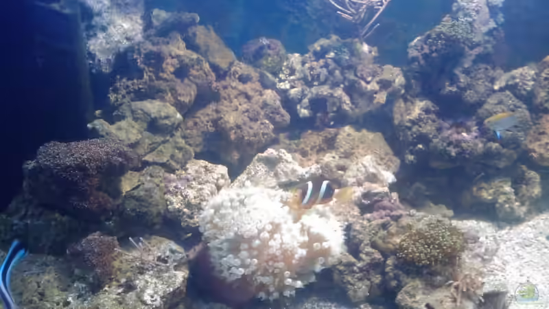 Besatz im Aquarium Becken 12777 von Staff19 (7)