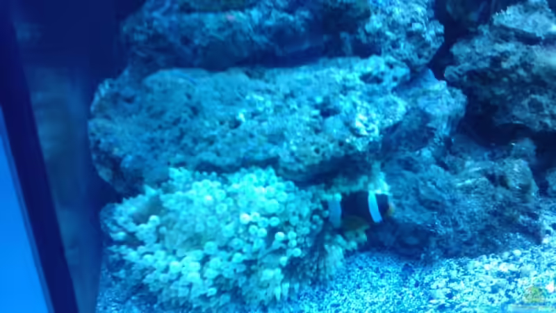 Besatz im Aquarium Becken 12777 von Staff19 (8)