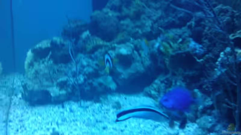 Besatz im Aquarium Becken 12777 von Staff19 (9)