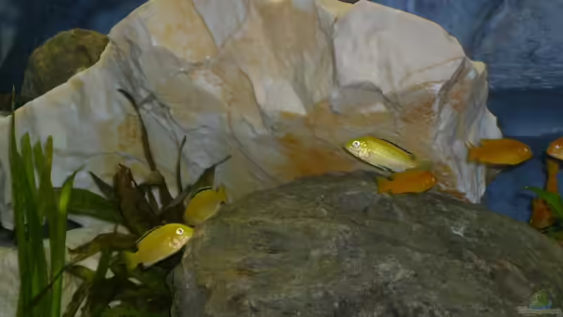 Besatz im Aquarium Becken 12798 von Ingo Pöck (22)