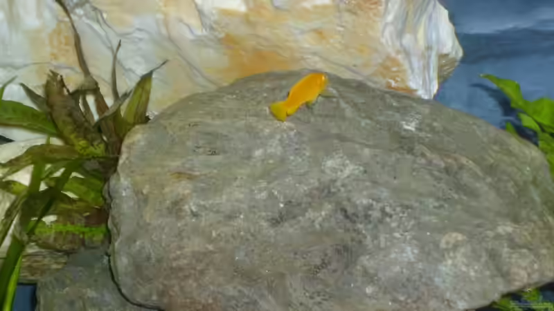 Besatz im Aquarium Becken 12798 von Ingo Pöck (25)