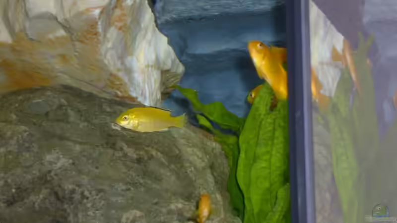 Besatz im Aquarium Becken 12798 von Ingo Pöck (26)