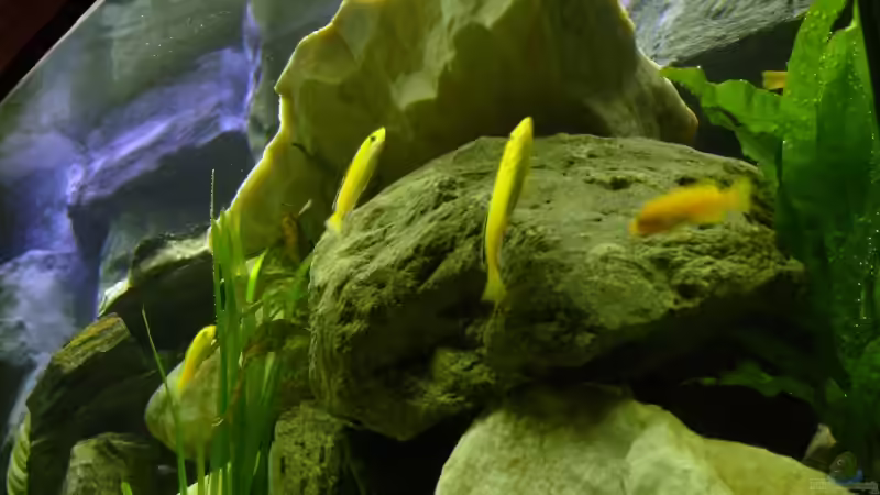 Besatz im Aquarium Becken 12798 von Ingo Pöck (27)