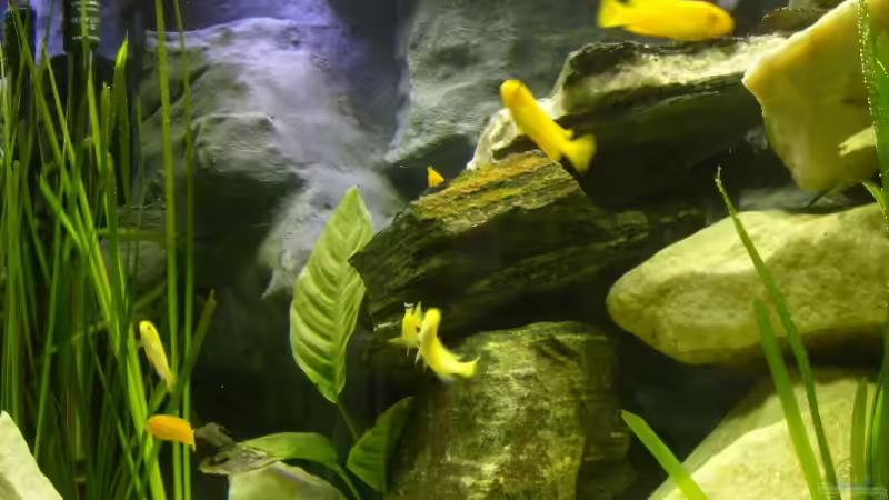 Besatz im Aquarium Becken 12798 von Ingo Pöck (30)