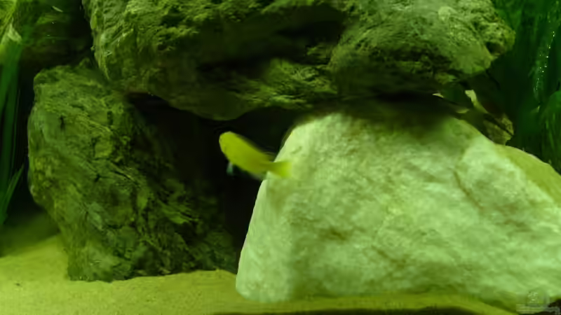 Besatz im Aquarium Becken 12798 von Ingo Pöck (31)