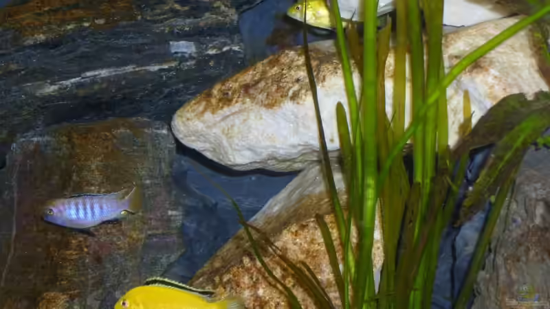Besatz im Aquarium Becken 12798 von Ingo Pöck (35)