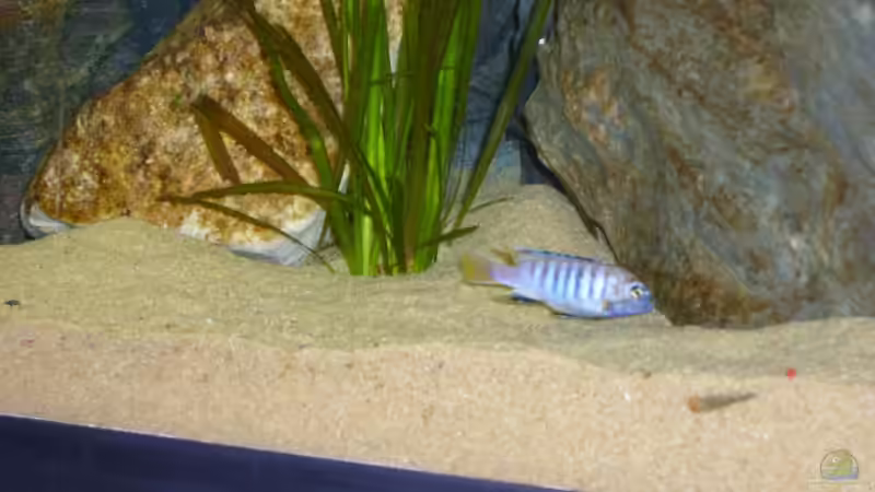 Besatz im Aquarium Becken 12798 von Ingo Pöck (36)