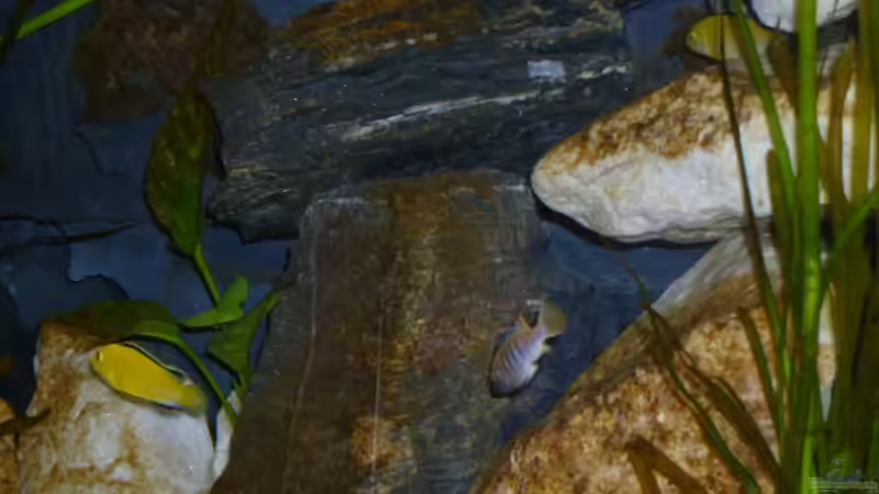 Besatz im Aquarium Becken 12798 von Ingo Pöck (37)