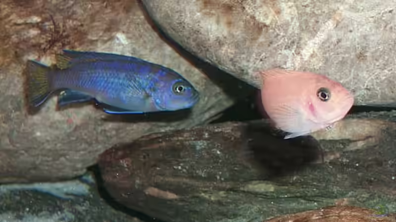 Besatz im Aquarium Becken 128 von Alexander Steinkellner (9)