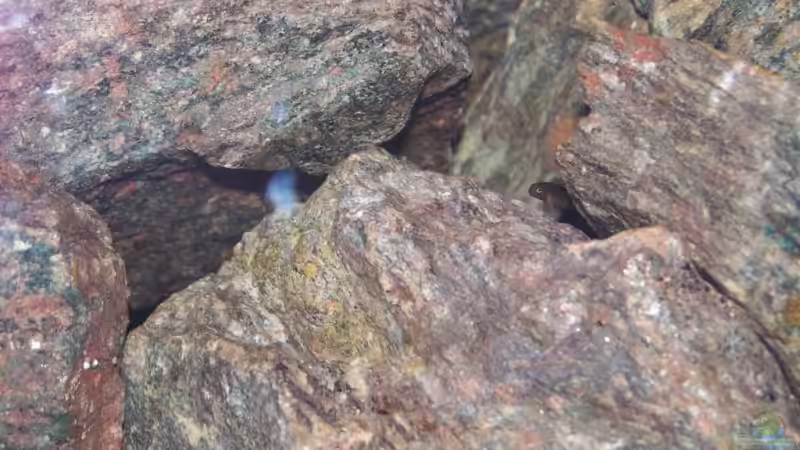 Besatz im Aquarium Becken 12811 von babyschlumpf (4)