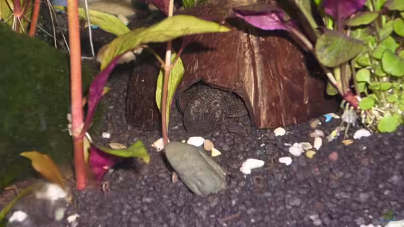 Besatz im Aquarium Becken 12813 von Labeo bicolor (12)