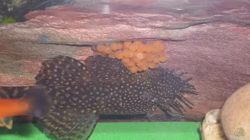 Besatz im Aquarium Becken 12813 von Labeo bicolor (14)