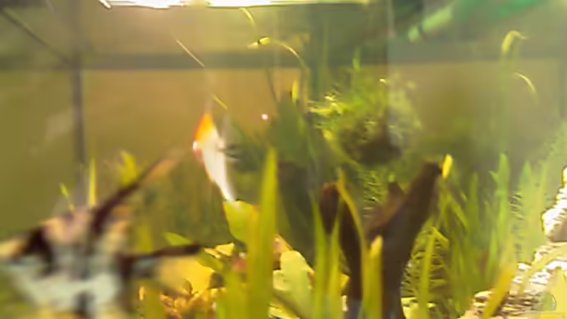 Besatz im Aquarium Becken 12820 von Carmen Bernhardt (18)