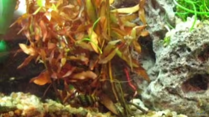 Besatz im Aquarium Becken 12848 von oONiTrOo (10)