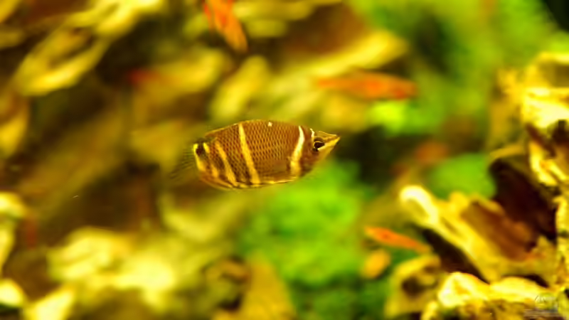 Besatz im Aquarium Becken 12867 von Jo The Fish (4)