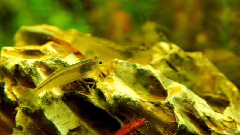 Besatz im Aquarium Becken 12867 von Jo The Fish (5)